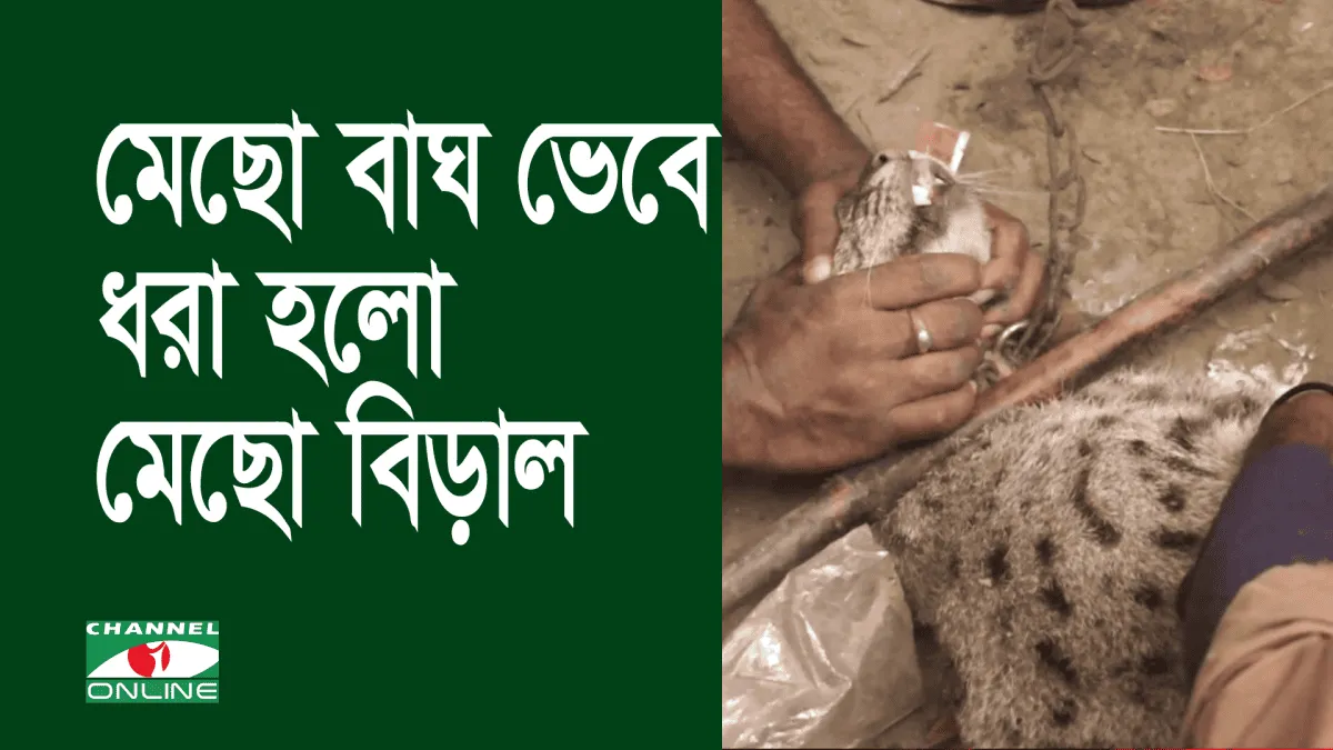 চাঁদপুরে মেছো বাঘ ভেবে ধরা হলো মেছো বিড়াল. Channel i News - চ্যানেল আই নিউজ