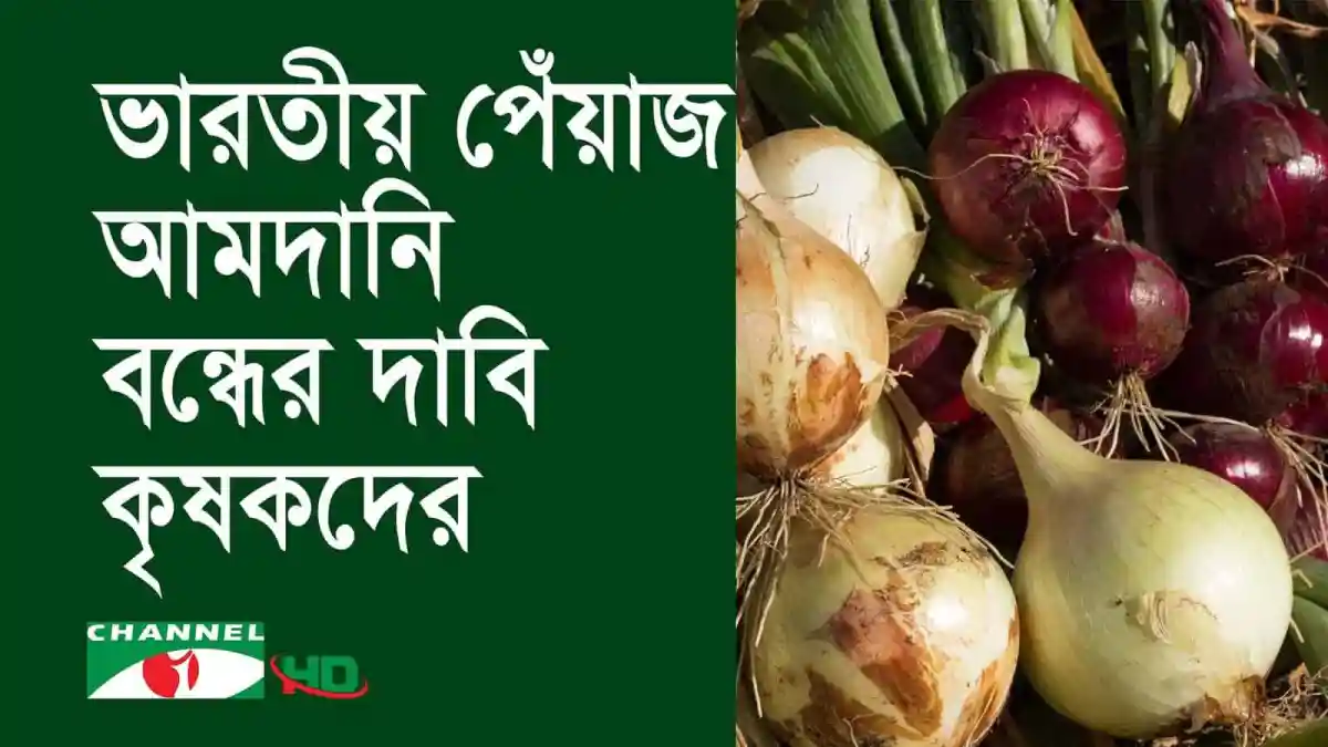 সুখসাগর জাতের পেঁয়াজের ছবি, কৃষকের লাভজনক চাষের দৃশ্য. Channel i News - চ্যানেল আই নিউজ