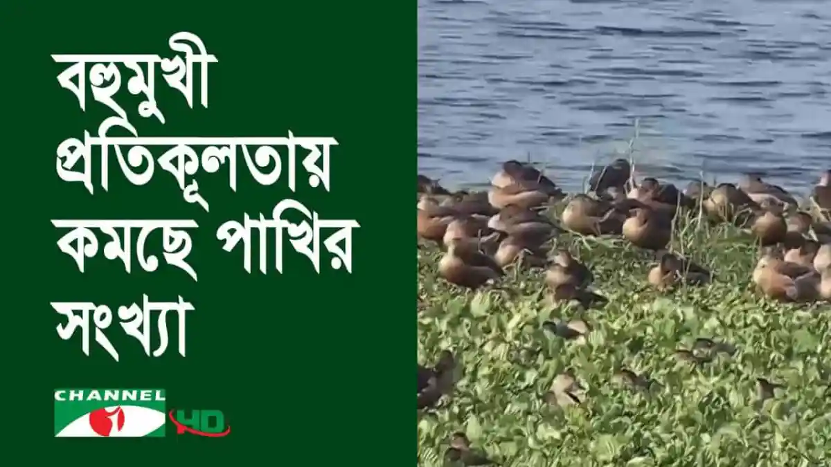 শরীয়তপুরের জলাশয়ে পরিযায়ী পাখির দল দেখা যাচ্ছে. Channel i News - চ্যানেল আই নিউজ