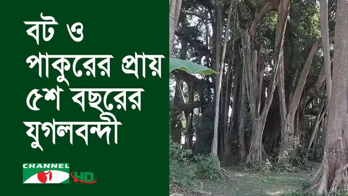 নওগাঁয় প্রাচীন বট ও পাকুরের যুগলবন্দী গাছের ছবি. Channel i News - চ্যানেল আই নিউজ