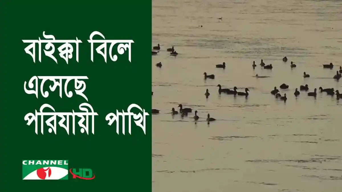 বাইকা বিলের জলাশয়ে পরিযায়ী পাখির দল. Channel i News - চ্যানেল আই নিউজ