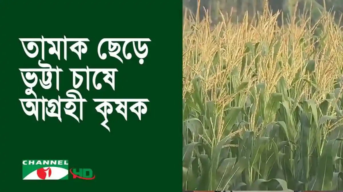 বাংলাদেশের কৃষক ভুট্টা চাষে আগ্রহী, ধানক্ষেতের ছবি।. Channel i News - চ্যানেল আই নিউজ