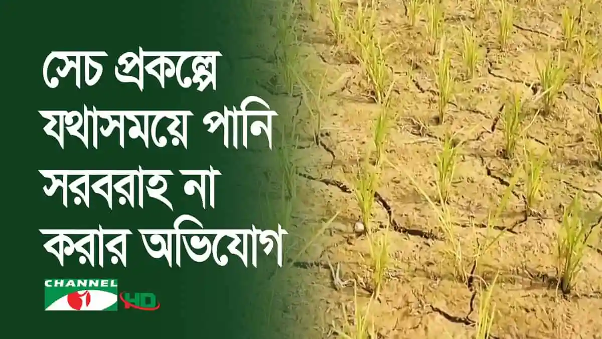 পানি না থাকায় চাঁদপুরে ইরি আবাদ ব্যাহত, ক্ষতিগ্রস্ত ধানের চারা. Channel i News - চ্যানেল আই নিউজ