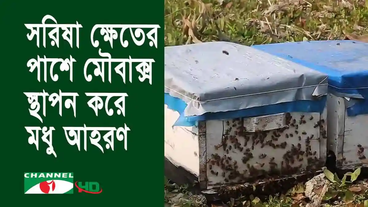মৌমাছির বাক্সে মৌমাছিরা মধু সংগ্রহ করছে. Channel i News - চ্যানেল আই নিউজ