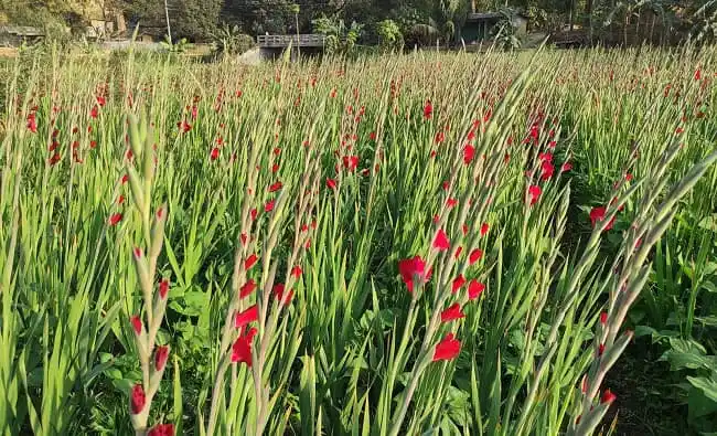 চকরিয়া ফুল চাষিরা ব্যস্ত সময় পার করছে ফুলের ক্ষেতের মধ্যে. Channel i News - চ্যানেল আই নিউজ