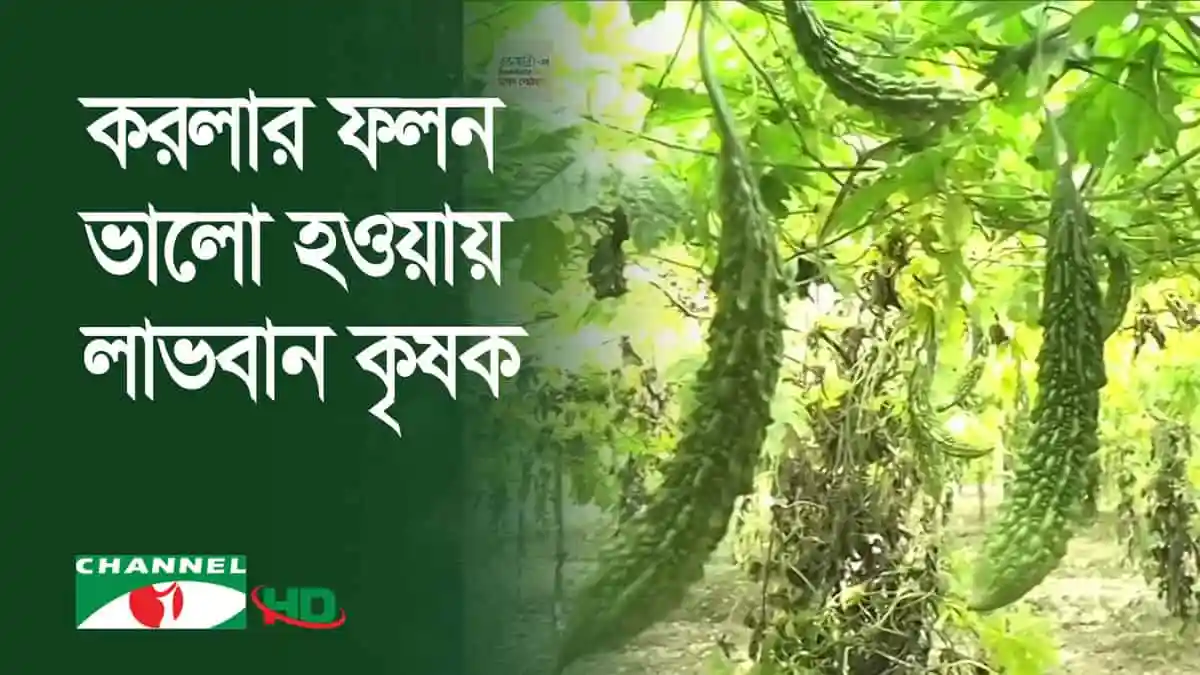 করলার ফলন ভালো হওয়ায় কৃষক লাভবান. Channel i News - চ্যানেল আই নিউজ
