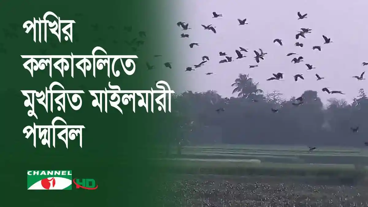 মেহেরপুরের মাইলমারী পদ্মবিলের পাখির কলকাকলি ও প্রাকৃতিক দৃশ্য. Channel i News - চ্যানেল আই নিউজ