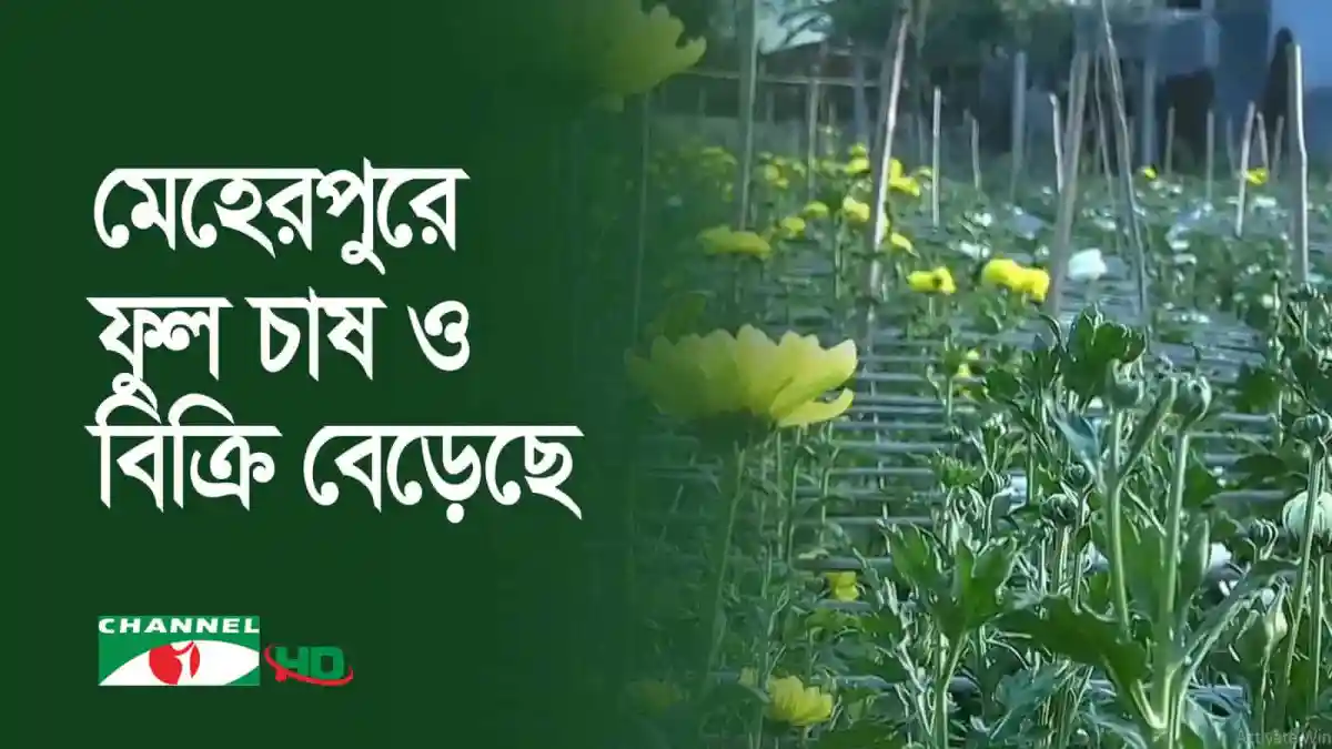 মেঘরবে ফুল চাষ ও বিক্রি বেড়েছে, চ্যানেল আই অনলাইন. Channel i News - চ্যানেল আই নিউজ