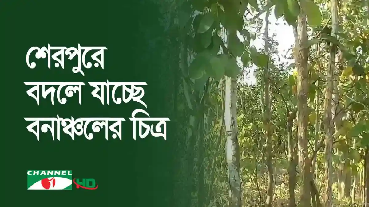 শেরপুরে বন বিভাগের প্রকল্পে বনাঞ্চল উন্নয়ন ও চিত্র. Channel i News - চ্যানেল আই নিউজ