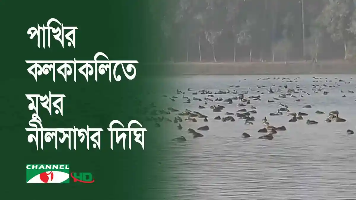 নীলসাগর দিঘিতে হাঁটুর পাখির দৃশ্য, নীলফামারী. Channel i News - চ্যানেল আই নিউজ