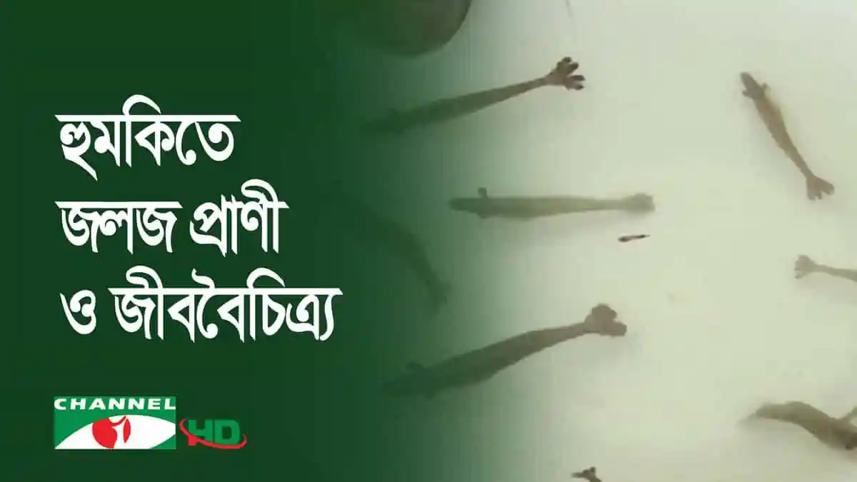 সাগর থেকে অবাধে চিংড়ি রেণু আহরণের দৃশ্য, কক্সবাজার উপকূলে. Channel i News - চ্যানেল আই নিউজ