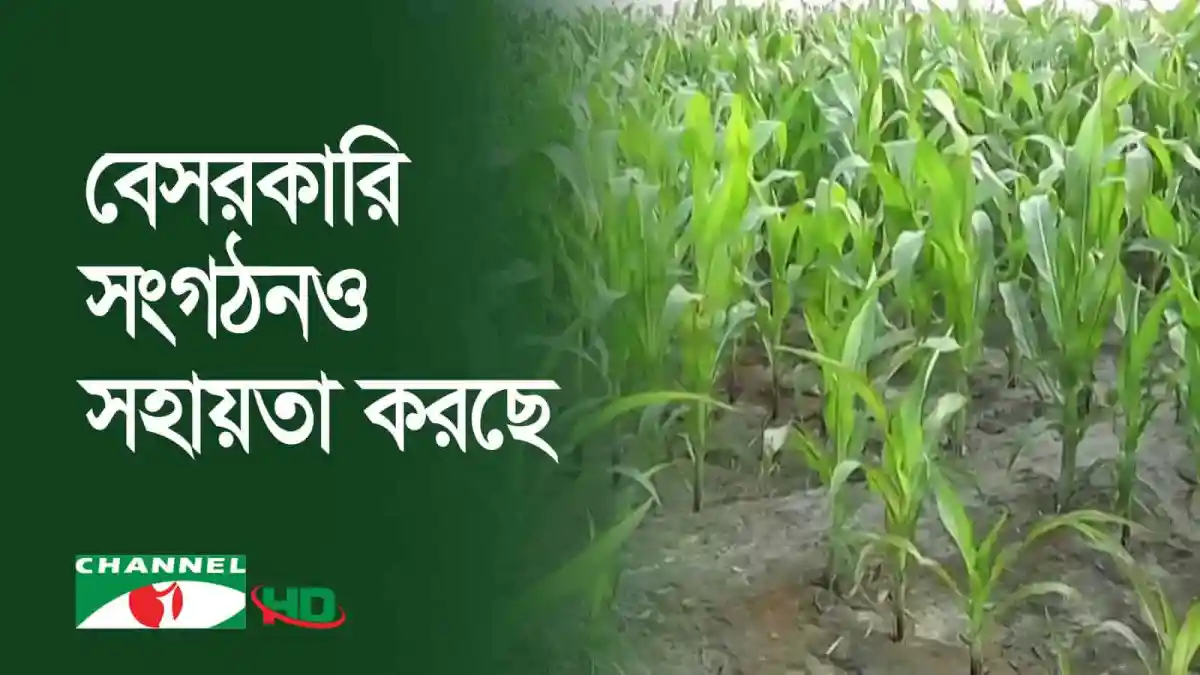 কুড়িগ্রামে ভুট্টার ক্ষেতের ছবি, কৃষি উন্নয়নের লক্ষ্যে কৃষকরা কাজ করছে. Channel i News - চ্যানেল আই নিউজ