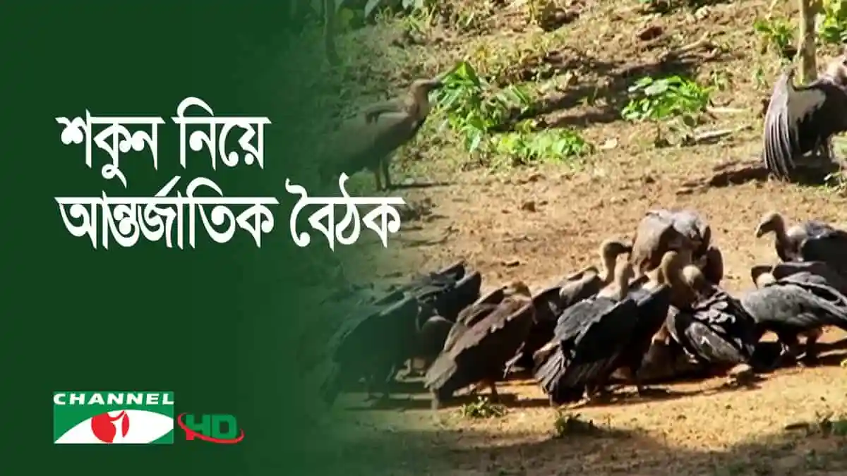 শকুনের দল খোলা মাঠে খাবার খাচ্ছে, পরিবেশের জন্য গুরুত্বপূর্ণ পাখি. Channel i News - চ্যানেল আই নিউজ