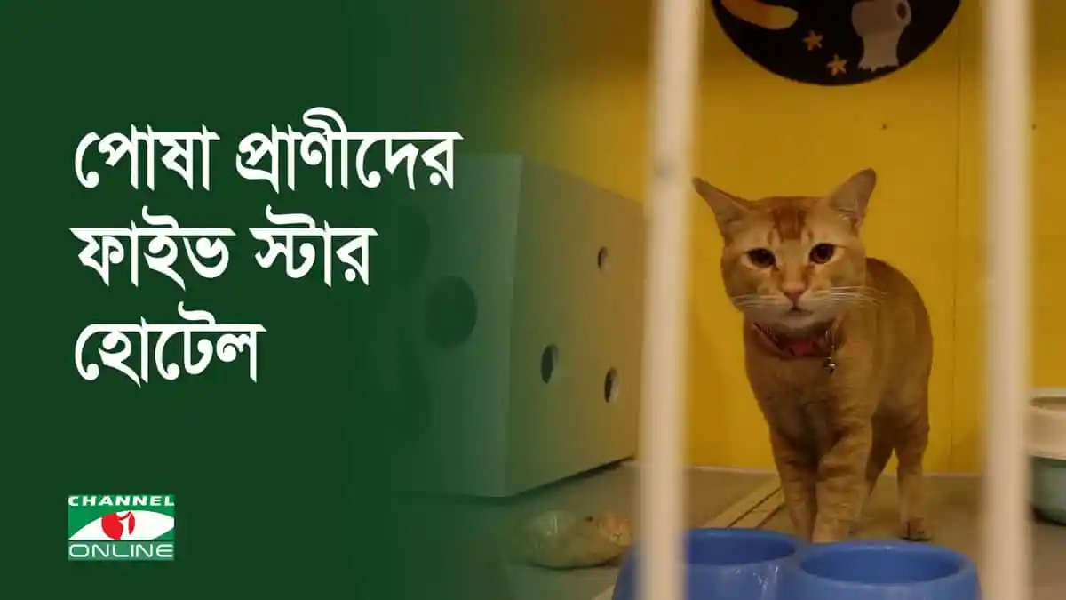 চ্যানেল আই অনলাইন: পোষা প্রাণীদের ফাইট স্টার হোটেল. Channel i News - চ্যানেল আই নিউজ