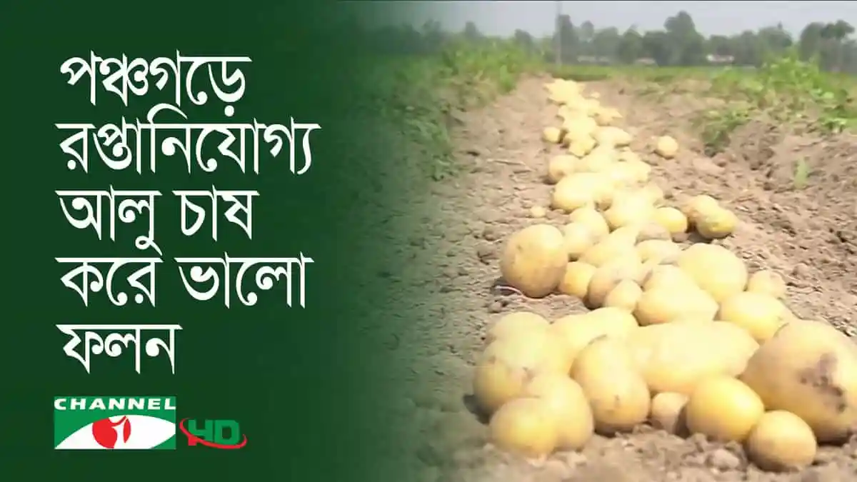 পঞ্চগড়ে আলু চাষের ছবি, রপ্তানিযোগ্য আলু ফসল. Channel i News - চ্যানেল আই নিউজ