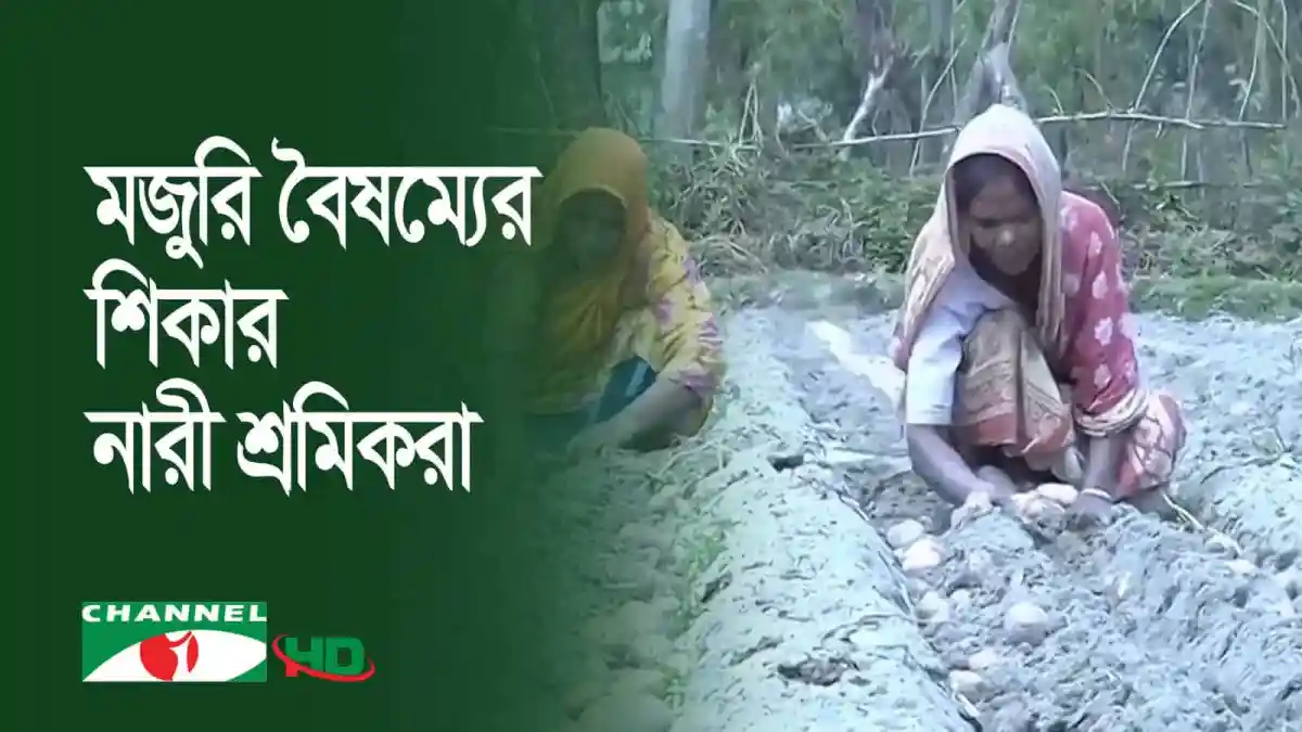 বনের মধ্যে নারী শ্রমিকের ধান কাটা কাজ. Channel i News - চ্যানেল আই নিউজ