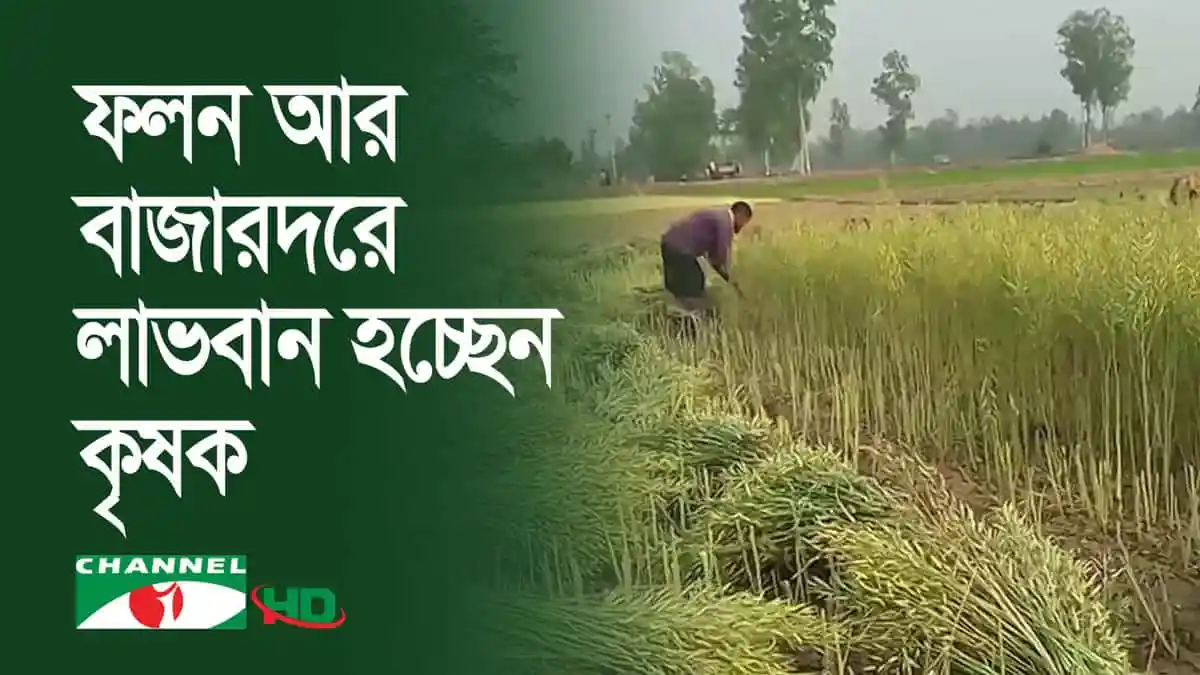 গাইবান্ধায় সরিষা ক্ষেতের শ্রমিক সরিষা মাড়াই করছেন. Channel i News - চ্যানেল আই নিউজ