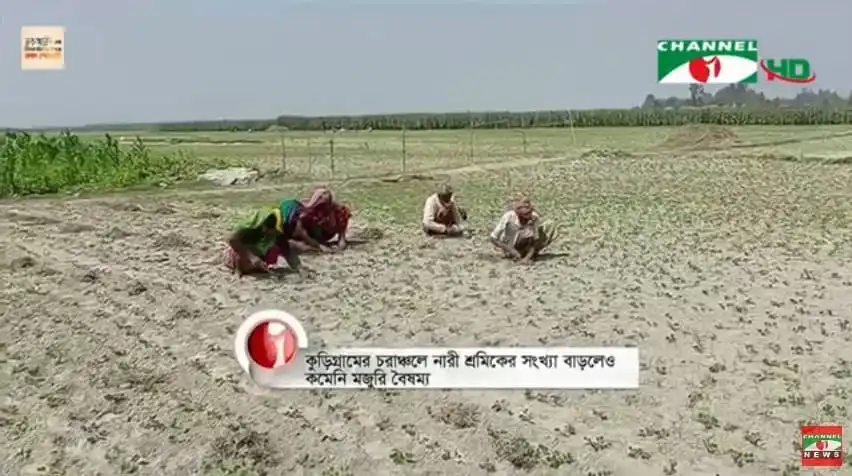 কুড়িগ্রামের চরাঞ্চলে নারী শ্রমিকরা ধান কাটছেন. Channel i News - চ্যানেল আই নিউজ