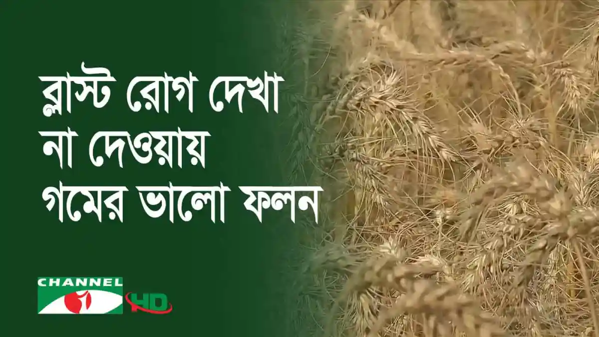 গমের ক্ষেতের ধান কাটা চলছে, কৃষকেরা কাজের জন্য প্রস্তুত. Channel i News - চ্যানেল আই নিউজ