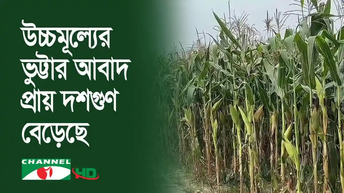 উচ্চমাধ্যমের ভুট্টার ক্ষেতের ছবি, বাংলাদেশে কৃষি উন্নয়নের চিত্র. Channel i News - চ্যানেল আই নিউজ