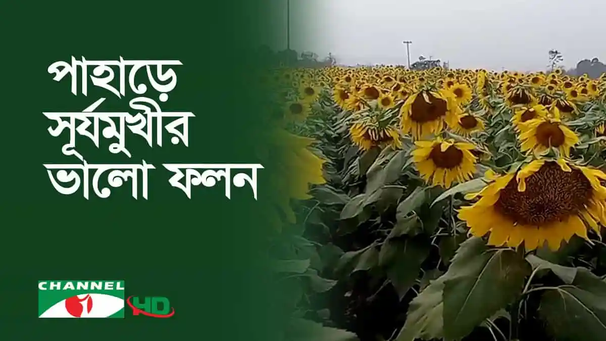 খাগড়াছড়িতে সূর্যমুখী চাষের দৃশ্য, বিস্তীর্ণ ক্ষেতের সূর্যমুখী ফুল।. Channel i News - চ্যানেল আই নিউজ