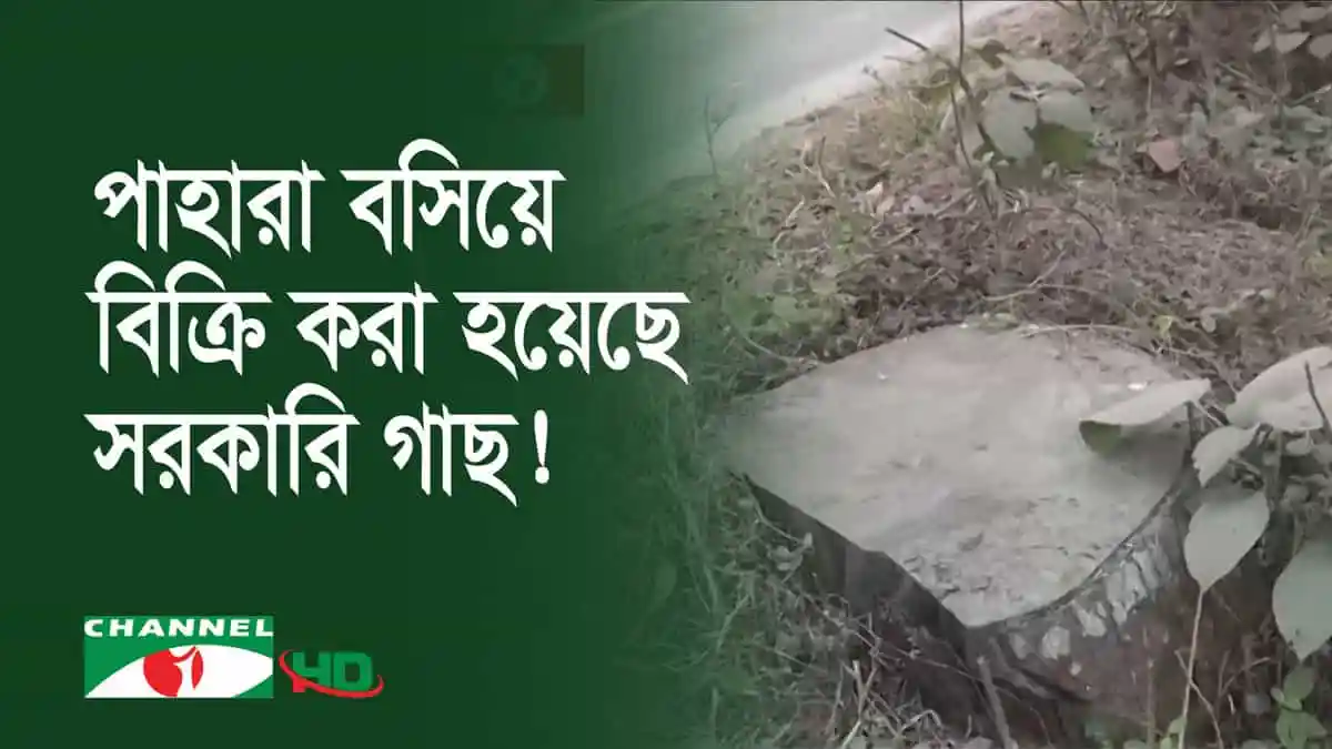 সরকারি গাছ অবৈধভাবে কাটা হয়েছে, রাস্তার পাশে পড়ে আছে গাছের কাটা অংশ।. Channel i News - চ্যানেল আই নিউজ