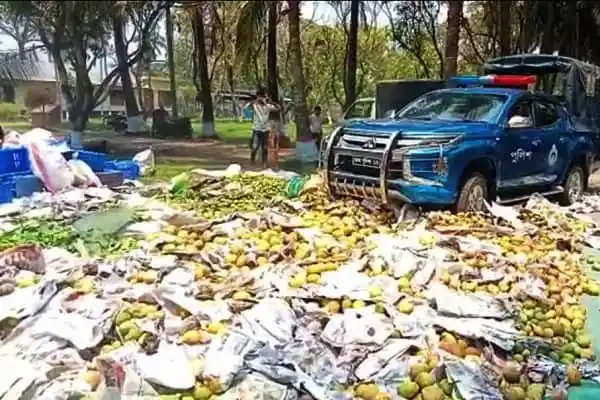 পাকা আমের উপর রাসায়নিক দিয়ে পাকানো ৪ হাজার কেজি আম ধ্বংসের দৃশ্য. Channel i News - চ্যানেল আই নিউজ