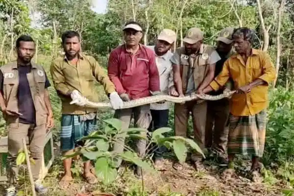 অজগর উদ্ধারকারীরা কাপ্তাইয়ে অবমুক্ত করছে।. Channel i News - চ্যানেল আই নিউজ
