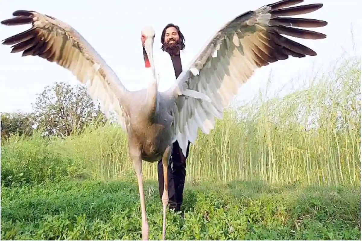 বরুণ গান্ধী সঙ্গী সঙ্গী করে সারস পাখির সাথে ছবি তুলছেন।. Channel i News - চ্যানেল আই নিউজ