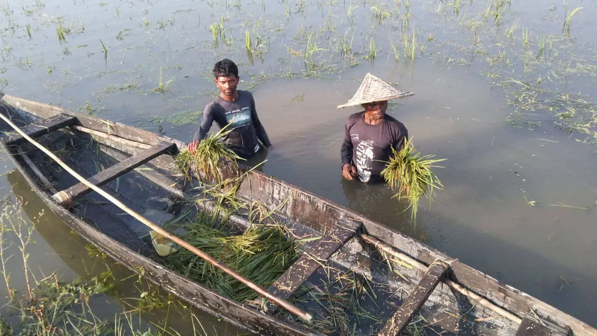 কৃষকরা জলমগ্ন মাঠে ধান কাটছেন, বজ্রপাতের আশঙ্কায় সতর্কতা. Channel i News - চ্যানেল আই নিউজ