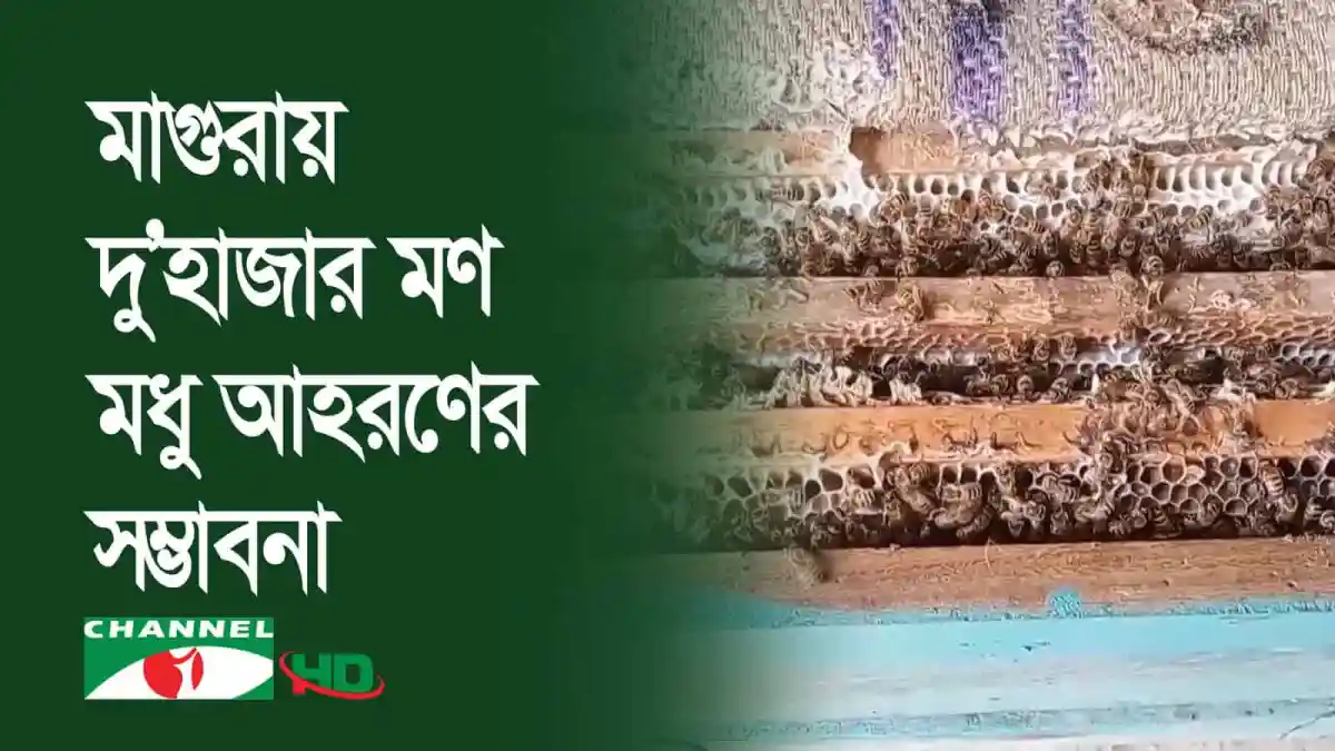 চ্যানেল আই অনলাইন লিচু বাগানে মৌমাছি মধু সংগ্রহ করছে. Channel i News - চ্যানেল আই নিউজ