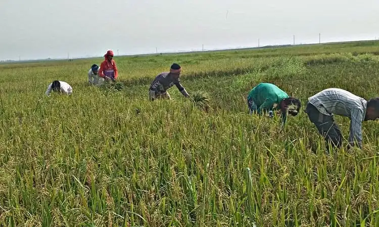 ধানের ক্ষেতে শ্রমিকরা ধান কাটা ও সংগ্রহ করছে. Channel i News - চ্যানেল আই নিউজ