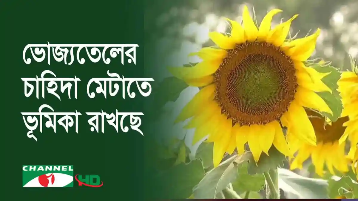 ভোলায় সূর্যমুখীর ব্যাপক ফলন, কৃষকদের জন্য সুখবর. Channel i News - চ্যানেল আই নিউজ