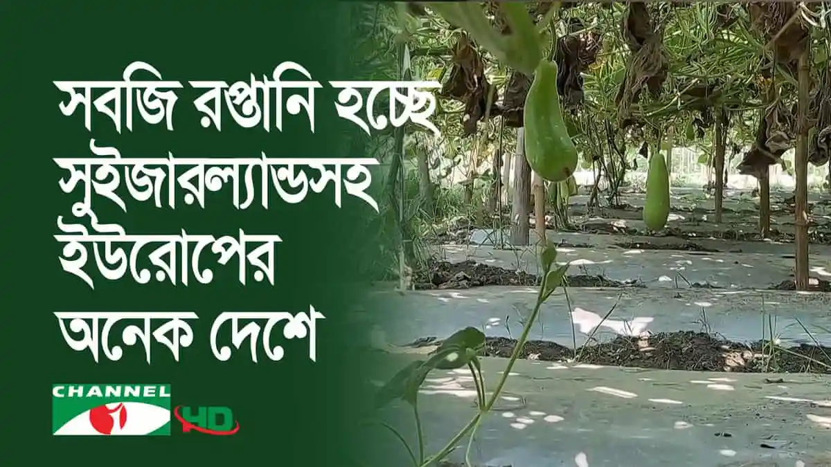 শরীয়তপুরের সবজি গাছের ছবি, ইউরোপে রপ্তানি হচ্ছে. Channel i News - চ্যানেল আই নিউজ