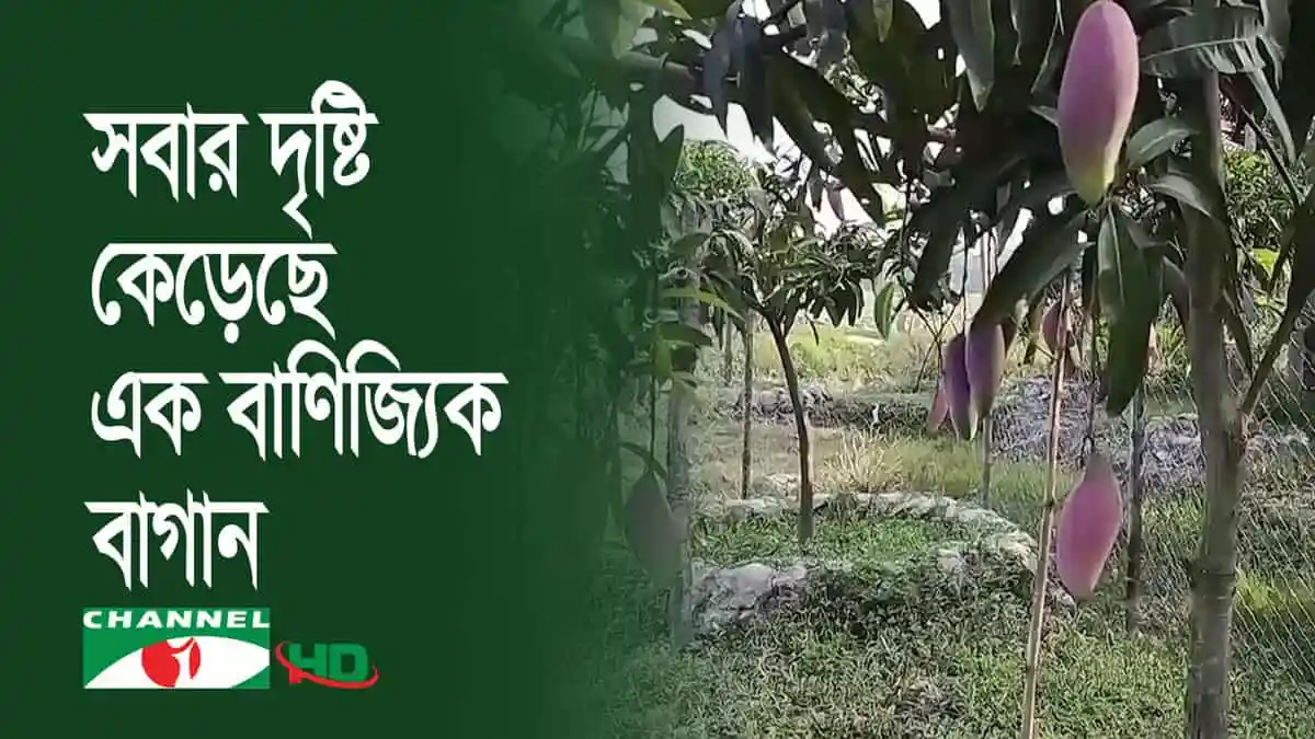 নুরজাহান গার্ডেনের আম বাগানে সমন্বিত কৃষি খামার. Channel i News - চ্যানেল আই নিউজ