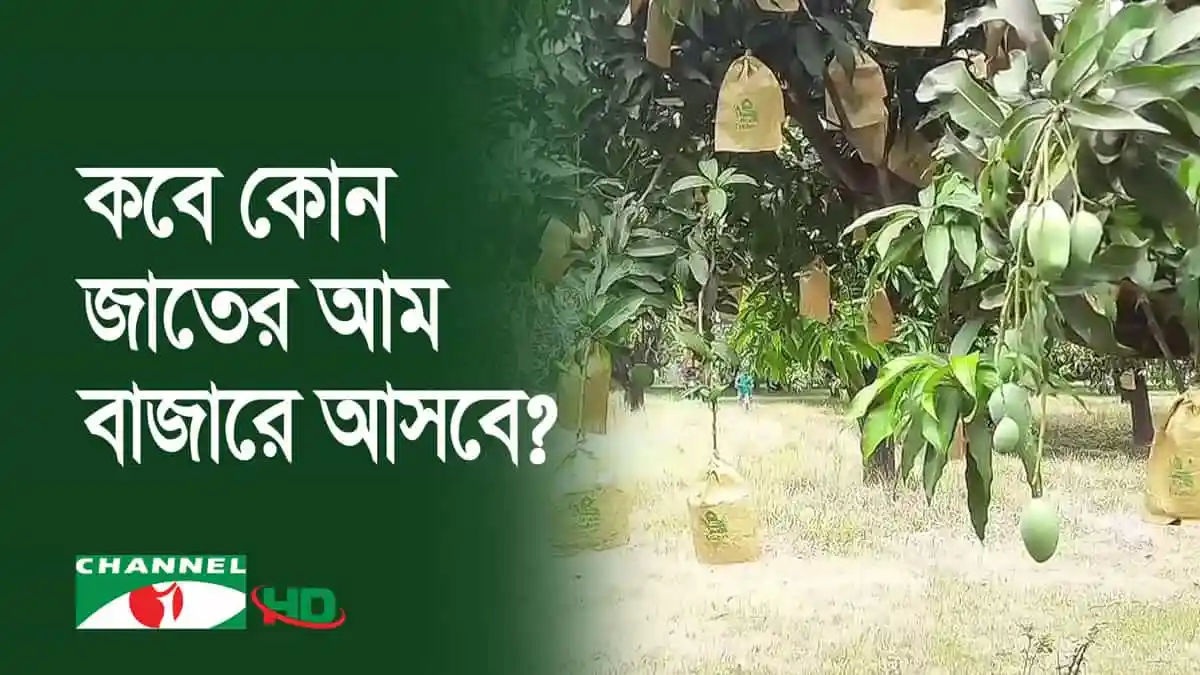 রাজশাহীতে আম গাছের ফল ও পাতা দৃশ্য. Channel i News - চ্যানেল আই নিউজ