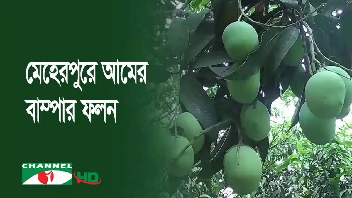 মেহেরপুরে আমের গাছের ফলন ভালো, সুস্বাদু ও পুষ্টিকর. Channel i News - চ্যানেল আই নিউজ