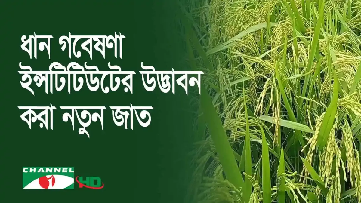 বাংলাদেশের কৃষি মাঠে বঙ্গবন্ধু ধানের নতুন জাতের চাষ. Channel i News - চ্যানেল আই নিউজ