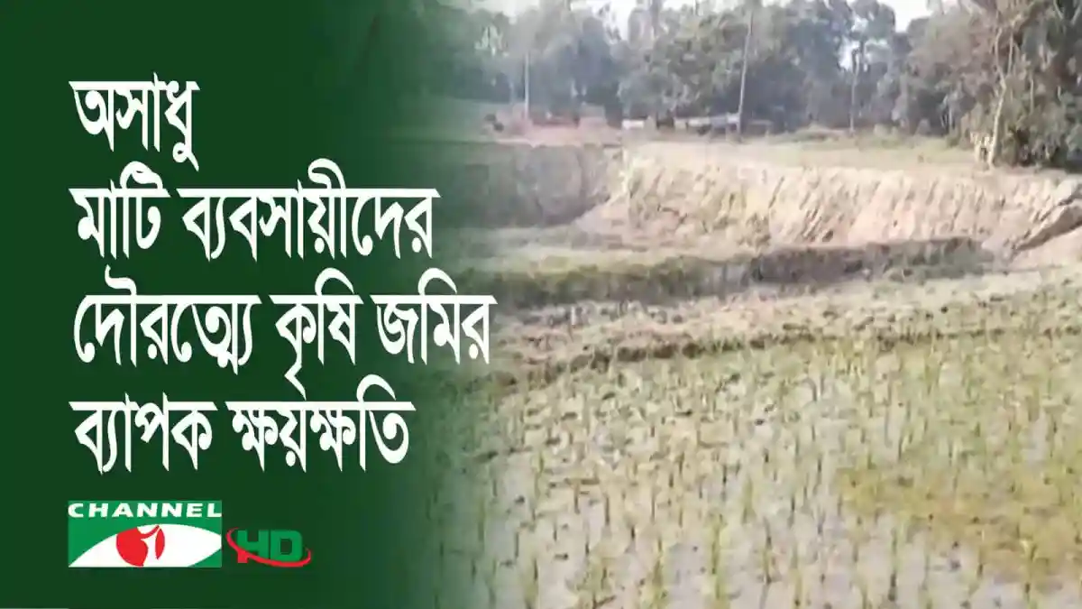 অসাধু মাটি ব্যবসায়ীদের দৌরাত্ম্যে কৃষি জমির ক্ষতি. Channel i News - চ্যানেল আই নিউজ