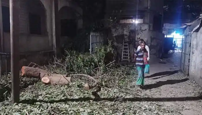 রাতের অন্ধকারে জগন্নাথ বিশ্ববিদ্যালয়ে গাছ কর্তনের দৃশ্য. Channel i News - চ্যানেল আই নিউজ
