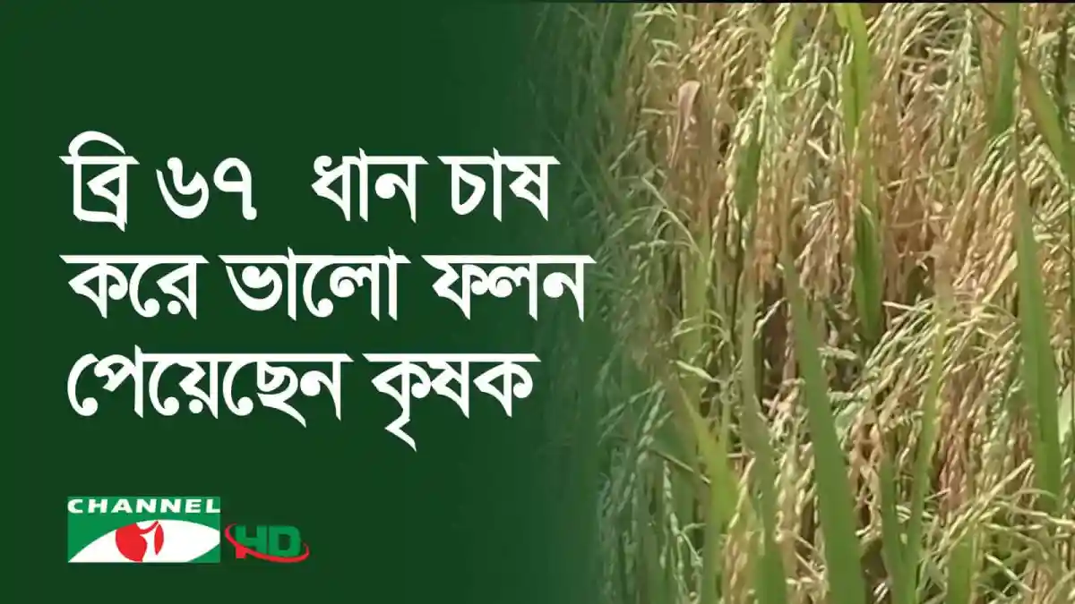 বোরো ধান চাষের জন্য প্রস্তুত ধানের ক্ষেত, বাংলাদেশ. Channel i News - চ্যানেল আই নিউজ