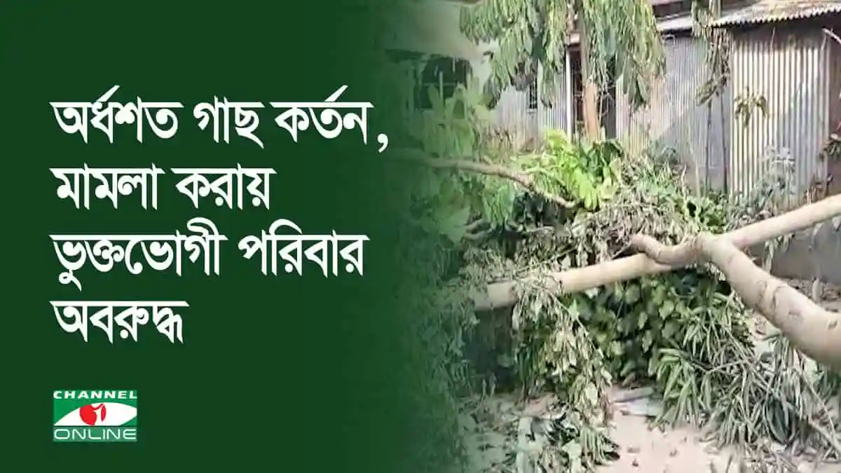 স্কুল দপ্তরির নেতৃত্বে অর্ধশত গাছ কর্তন, মামলা করায় অবরুদ্ধ ভুক্তভোগী পরিবার