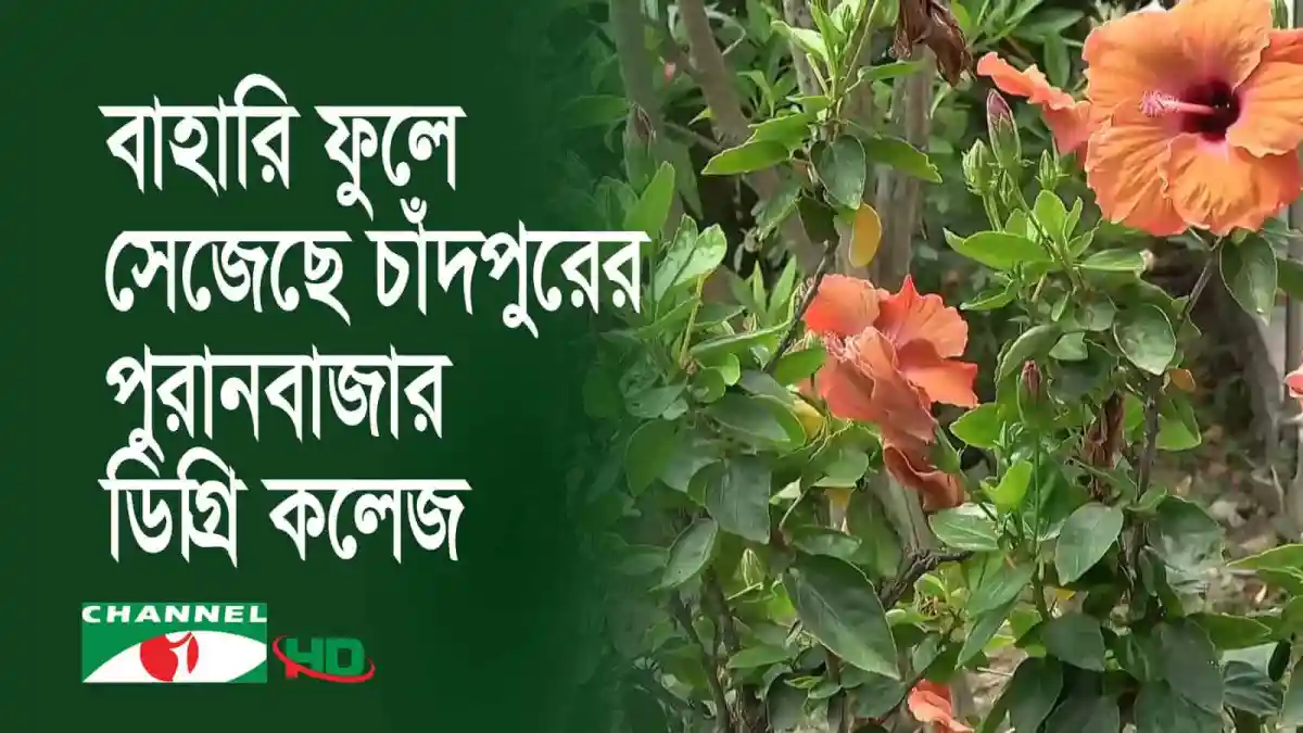 বহু রঙের ফুলে সজ্জিত চাঁদপুরের পুরানবাজার ডিগ্রি কলেজ ক্যাম্পাস. Channel i News - চ্যানেল আই নিউজ