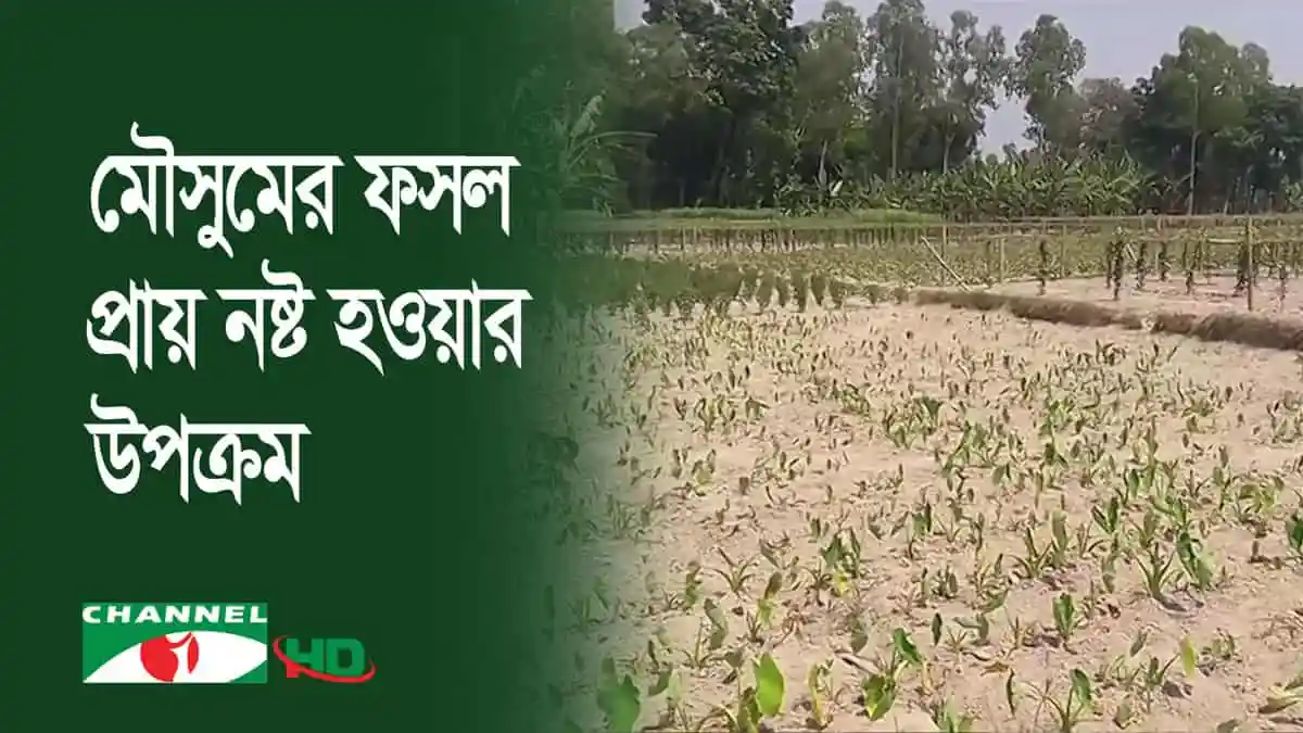 গাইবান্ধায় অনাবৃষ্টিতে ফসলি ক্ষেতে রোগ ও পোকার আক্রমণ. Channel i News - চ্যানেল আই নিউজ