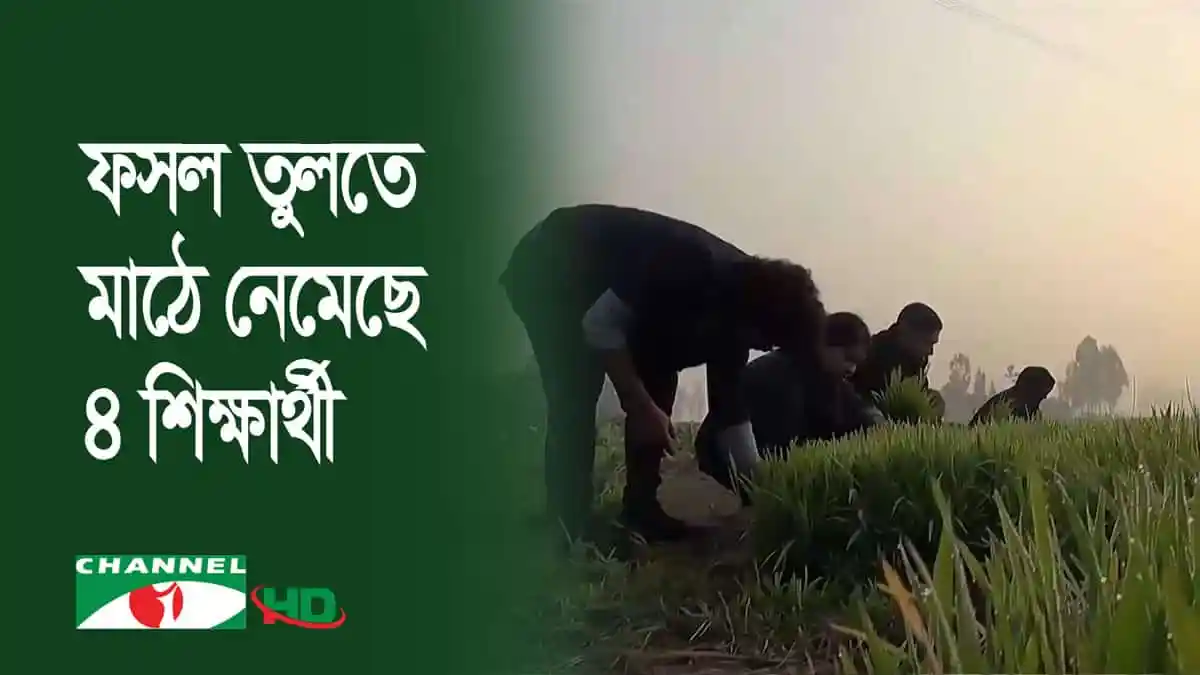 ফসল তোলার জন্য মাঠে কাজ করছে চার শিক্ষার্থী. Channel i News - চ্যানেল আই নিউজ
