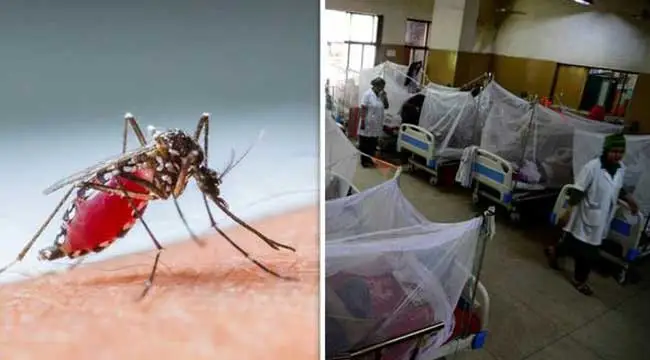 ডেঙ্গু মোকাবিলায় স্বাস্থ্য অধিদপ্তরের প্রস্তুতি ও সচেতনতামূলক কার্যক্রম. Channel i News - চ্যানেল আই নিউজ