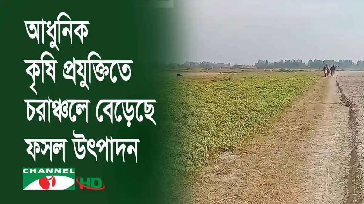 গাইবান্ধার চরাঞ্চলে আধুনিক কৃষি প্রযুক্তিতে ফসলের উৎপাদন বৃদ্ধি. Channel i News - চ্যানেল আই নিউজ