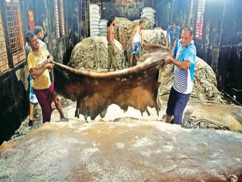 গরু-ছাগলের চামড়া সংগ্রহের জন্য শ্রমিকরা কাজ করছে. Channel i News - চ্যানেল আই নিউজ