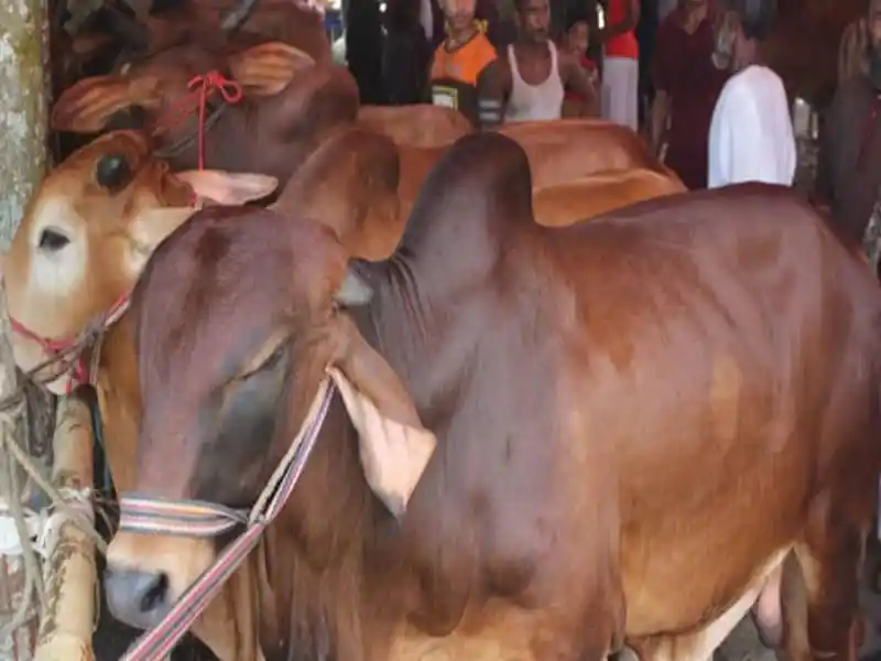 রাজধানীতে কোরবানির পশুর হাটে গবাদি পশু বিক্রির জন্য প্রস্তুত. Channel i News - চ্যানেল আই নিউজ