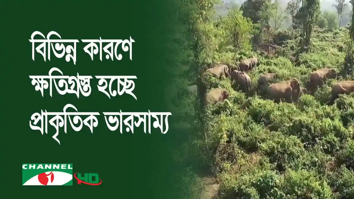 প্রাকৃতিক ভারসাম্য ক্ষতিগ্রস্ত হচ্ছে বনাঞ্চলে গবাদি পশুদের দ্বারা. Channel i News - চ্যানেল আই নিউজ